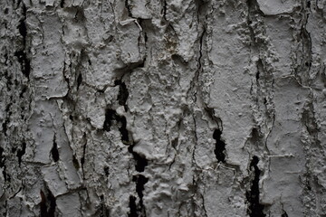 tree bark texture