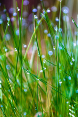Fresh green grass with dew drops in sunshine on auttum and bokeh.