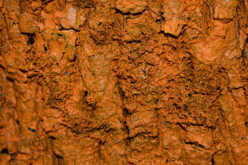 tree bark texture