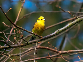 Beautiful yellow siskin in the Czech Republic.