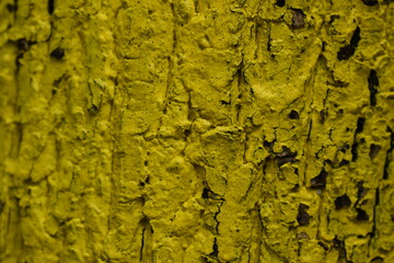 yellow bark texture