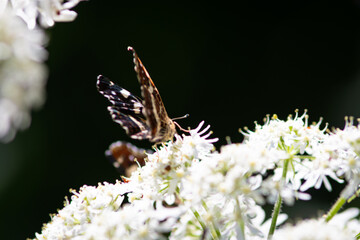 Beautiful summer butterflies on flowers and leaves