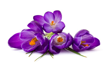 crocus - one of the first spring flowers on white background