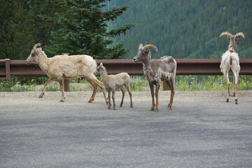 Rocky Mountain Big horn sheep