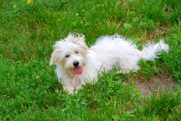 Coton de Tulear Dog Breed
