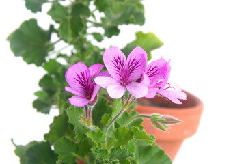 Scented pelargonium "Torrento",  fragrant leaves pelargonium with pink flowers on white background