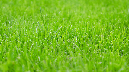 Fototapeta premium green grass background