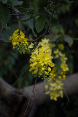 amaltas