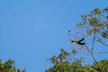 Toucan taking flight from a tree