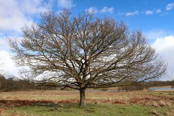 big old tree, blue sky, landscape, flora