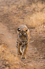 Fototapeta premium Tigress Noor cub walking toward the safari vehcile, Ranthambore Tiger Reserve