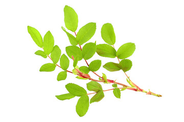Rosehip branch with leaves on a white background, isolate. Top view, flat lay, copy space, place...