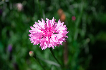 pink dahlia flower