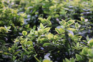 plant leaves, close-up photo, green background, flora