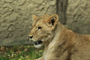 Jeune lion en captivité	