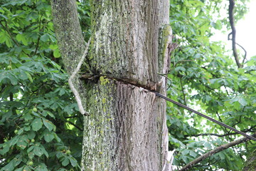 Alter Baum vom Mensch beschädigt mit einem Stahldraht