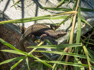 Lizard in the reeds hides on a stone