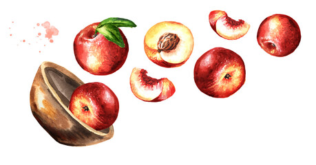 Bowl with flying ripe fresh Nectarine peaches fruits. Hand drawn watercolor illustration isolated on white background