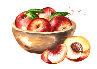 Bowl with ripe fresh Nectarine peaches fruits. Hand drawn watercolor illustration isolated on white background