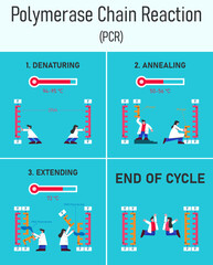 Stages of polymerase chain reaction infographic.