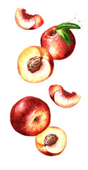 Falling ripe fresh Nectarine peaches fruits. Hand drawn watercolor illustration isolated on white background