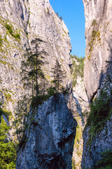A little forest on a mountain ridge of the  Bicaz Canyon.