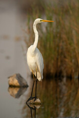 Great Egret perched on a rock in the mid of marsh, Bahrain