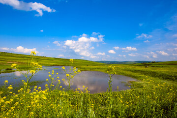 Canola Flowers.Colza around the pond.