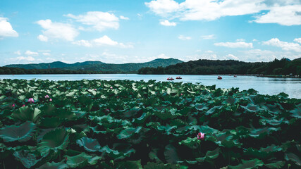 Lotus leaves and landscape of West Lake in Hangzhou, China