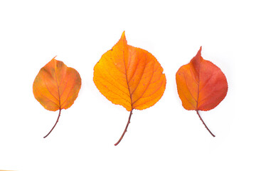 Yellow maple leaf as an autumn symbol. Isolated on white.