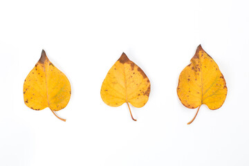 Yellow maple leaf as an autumn symbol. Isolated on white.