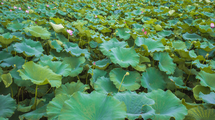 Lotus leaves in West Lake in Hangzhou, China