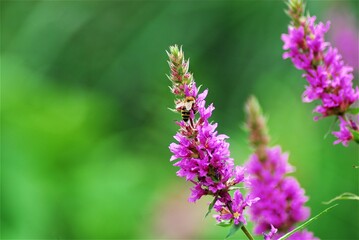 Bee on a loosestrife flower against a green blurry background