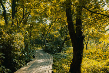 Fototapeta na wymiar Path in woods in West Lake scenic area, Hangzhou, China