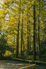 Woods in West Lake scenic area in Hangzhou, China