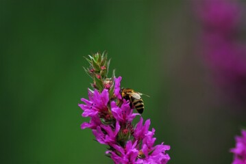 Bee on a loosestrife flower against a green blurry background