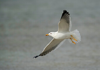 Fototapeta na wymiar Great Black-backed Gull in flight, Bahrain