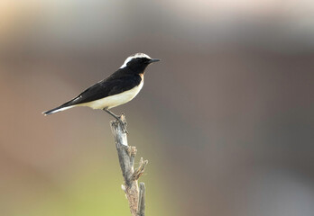 Pied wheatear perched on a log, Bahrain