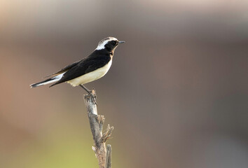 Pied wheatear perched on a log, Bahrain