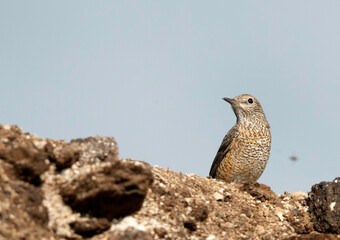 Rufous-tailed rock thrush, Bahrain