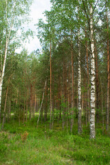 Birch and spruce mushroom forest in summer day. Green trees in the summer forest. Travel on nature. Landscapes in Belarus