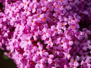 Fototapeta premium colorful summer lilac flowers of a tree