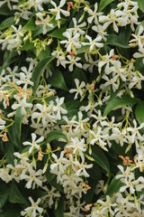 Jasmin officinal en fleur