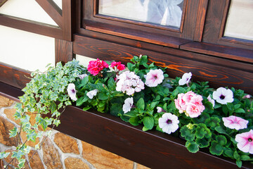 Flowerbed on the windowsill. Flower box in the window of a house.