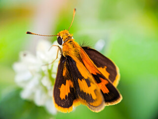 Large skipper macro (Ochlodes sylvanus) - Butterfly