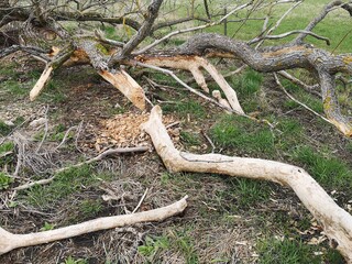 Beaver has sharpened hos teeths