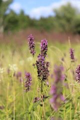 Purple flowers in the field in July