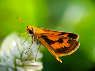 Large skipper macro (Ochlodes sylvanus) - Butterfly