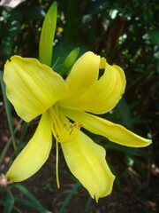 yellow flower