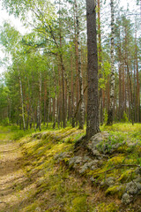 Summer green mushroom forest landscape in the morning in Belarus. Natural woodland, mixt forest with pine and birch trees
